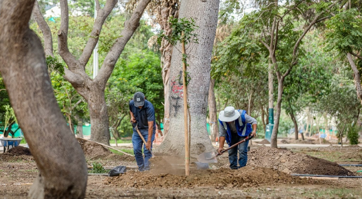 Se inicia Plantación de 100 árboles para recuperar las áreas verdes del Campo de Marte