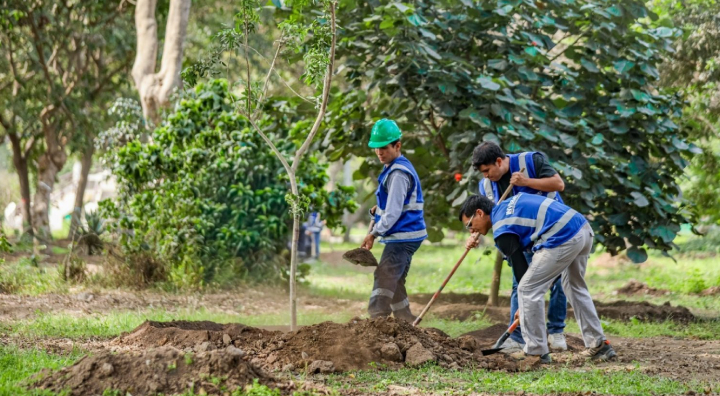 Se inicia Plantación de 100 árboles para recuperar las áreas verdes del Campo de Marte